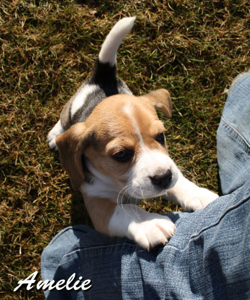 Beaglewelpe